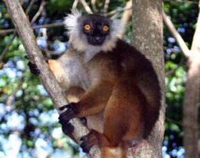 Meet The Lemurs Of Lokobe Nature Reserve: Full Day