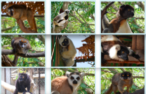 Half Day Lots of Lemurs Tour from Nosy Be (Hotel or Cruiseport) – Private Trip | Low Price Guaranteed
